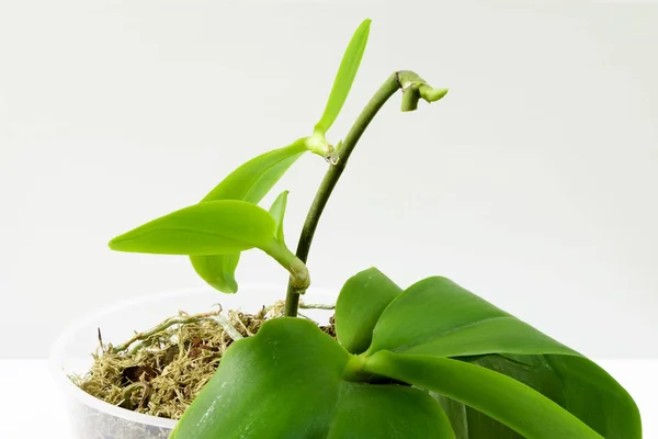 Nahaufnahme von Jungpflanzen an der Mutterpflanze. Anbau von Orchideen im Hausgarten. Orchideen züchten — Stockfoto