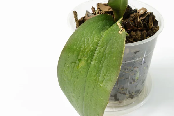 Болезнь на листьях орхидей. Слабый листовой тургор. восстановление орхидей после болезни — стоковое фото