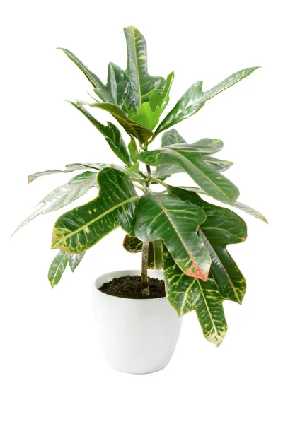 La pianta verde Codiaeum in vaso di ceramica bianca su sfondo bianco — Foto Stock