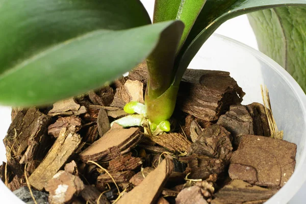 Орхидея выращивает новые молодые корни. Закрыть корни в активной фазе роста — стоковое фото