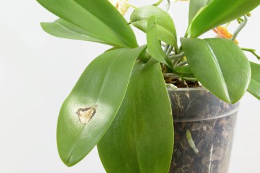 Bir orkide yapraklarında hastalık. Close. Bir orkide yaprak üzerinde güneş yanık. Phalaenopsis.