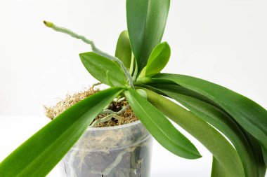 Genç bitkiler anne bitki üzerinde Close-Up. Orkide içinde ev bahçe tarımı. Orkide yetiştiriciliği