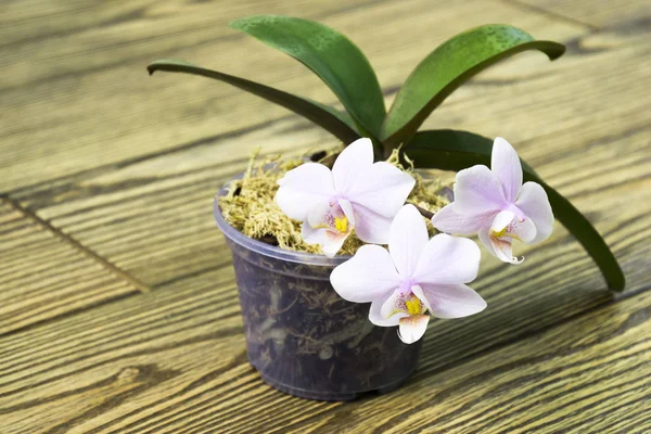 Linda mini orquídea com padrão de bolinhas na flor de folhas em vaso no fundo de madeira — Fotografia de Stock