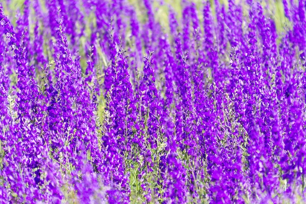 Fundo de primavera-verão roxo com pequenas flores. Foco suave — Fotografia de Stock