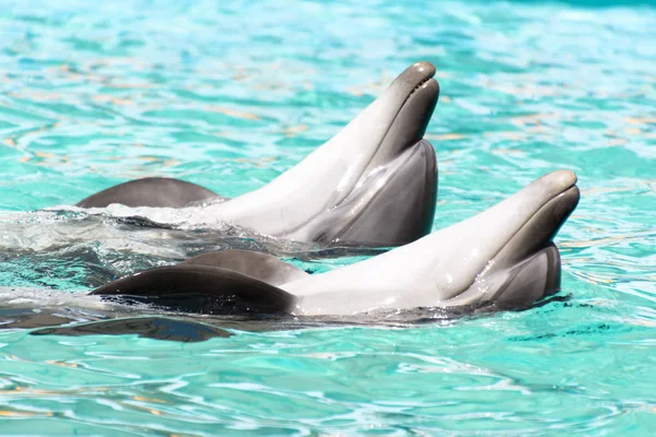Dos amantes delfines nadando en agua azul pura — Foto de Stock