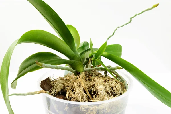 Крупный план молодых растений на материнском заводе. Выращивание орхидей в домашних садах. Разводящие орхидеи — стоковое фото