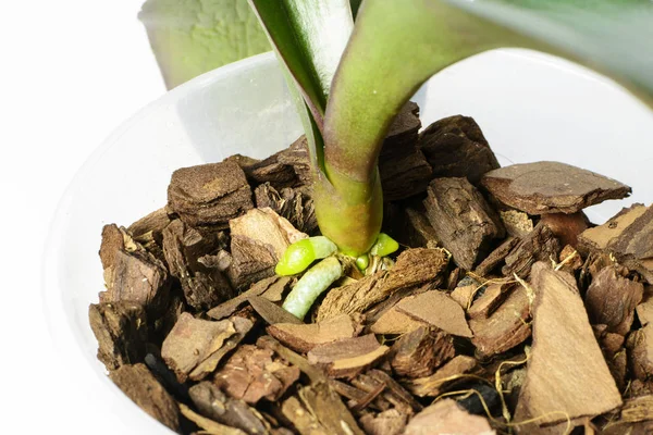 Orchid grows new young roots. Close up roots in the active phase of growth — Stock Photo, Image