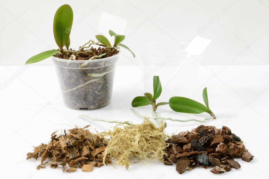 Cultivation of orchids at home. Plant transplanting and growing concept. Small young plants, orchid seedlings in pots