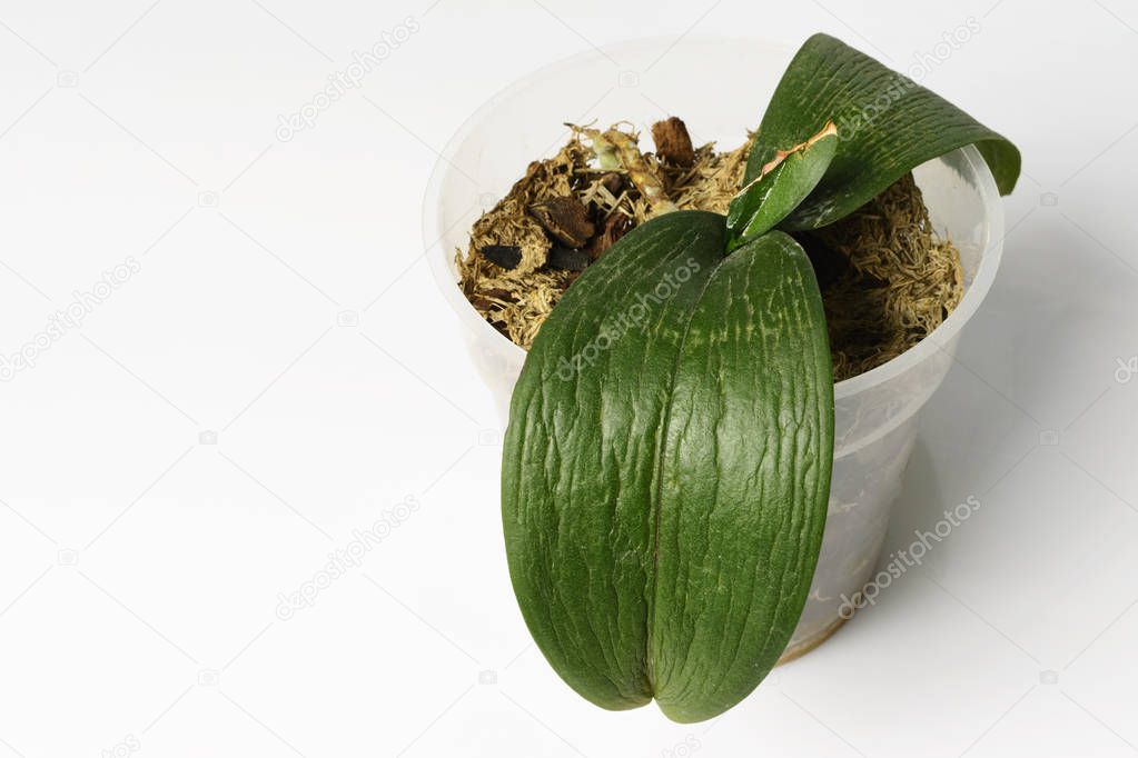 Disease on orchid leaves. Weak leaf turgor. restoration of orchids after illness