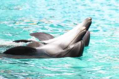 Havuzda iki dolpfins dsnce. Lovly dans