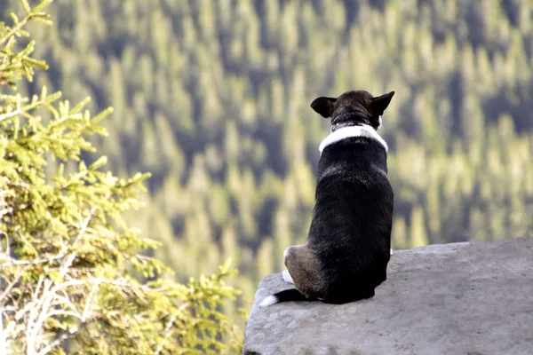 Solo perro sentado en la roca contra el telón de fondo de un paisaje de montaña increíble — Foto de Stock