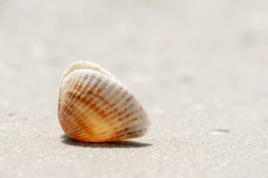 Kumlu plajda Shell ile yaz konsepti. Doğal arka plan
