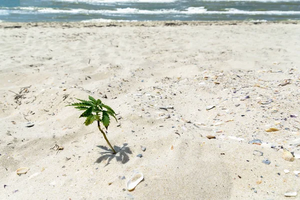 Plante de marijuana Le cannabis pousse à Tropical Beach Contexte — Photo