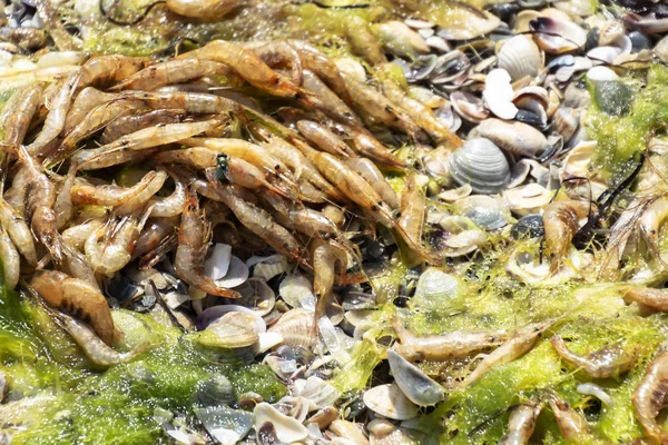 Mass death of shrimps floating of sea. ecological catastrophy — Stock Photo, Image