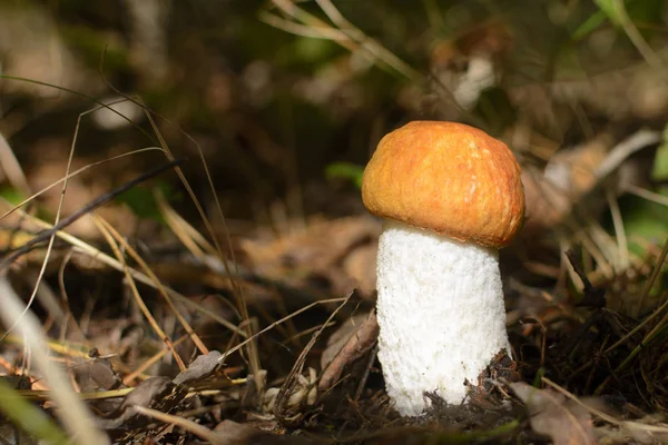 Cogumelo bonito penny bun está crescendo na grama. Fundo de outono — Fotografia de Stock