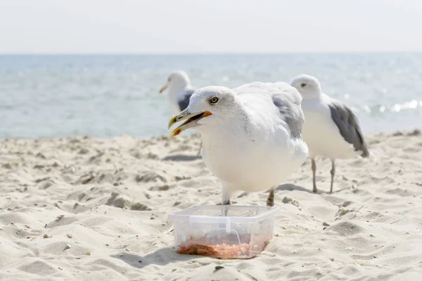 En mås stjäla mat på havet stranden — Stockfoto
