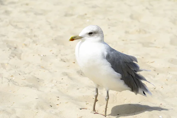 Seagull porträtt mot stranden. Närbild på White Bird Seagull sittande vid stranden. — Stockfoto
