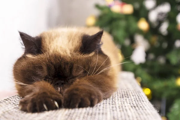 Śpiący kot przed choinką. Krótkie włosy Perski kot, pointcolor, selektywne skupienie — Zdjęcie stockowe
