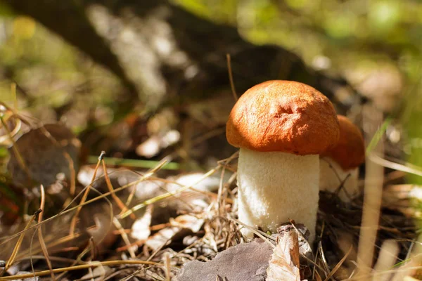 Cogumelo bonito penny bun está crescendo na grama . — Fotografia de Stock