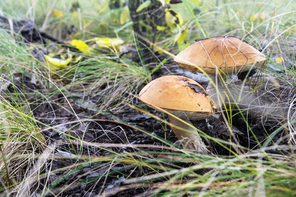 Dois cogumelos brancos brilhantes com tampão laranja Leccinum ou Boletus crescem na floresta de outono — Fotografia de Stock