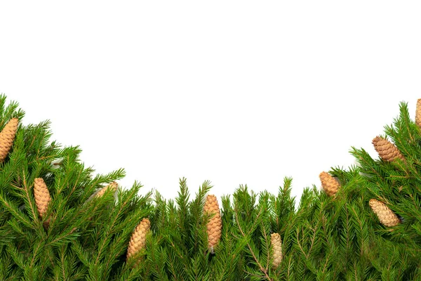 Wide natural arch shaped Christmas border isolated on white, composed of fresh fir branches and cones — Stock Photo, Image