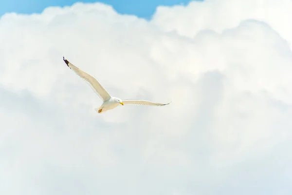 Bílý racek letí na modré obloze s mraky — Stock fotografie