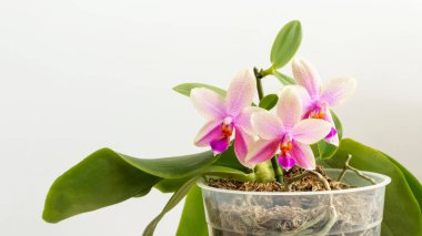 Beyaz-gri arka planda güzel bir orkide Liodoro. Bebek orkidesi ile Phalaenopsis melezi. Kapat.