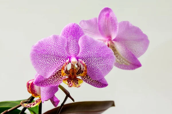 Tropische rosa Orchidee Phalaenopsis Philadelphia auf weißgrauem Hintergrund — Stockfoto