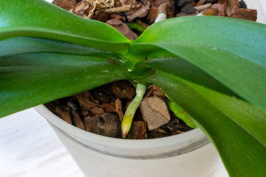 Orkide yeni kökler çıkarır. Büyümenin etkin safhasındaki kökler.