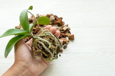 Kadın eli nakil için bebek orkidesi tutuyor. Orkide yaprakları ve kökleri yakın plan.