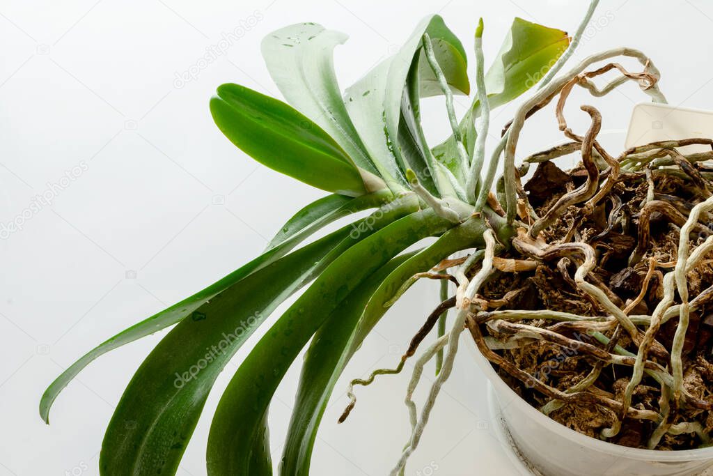 Old orchid plant with very long roots. Diseased roots of plants. Plant must be transplanted.