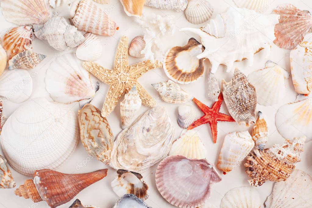 Background made of seashells. Summer vacations, sea side, travel concept