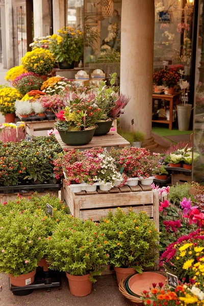 Flower shop with different bright plants exposed on street. Autumnal flowers.