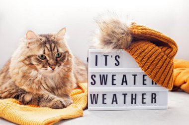 Konfor için soğuk hava ve şirin tüylü kedi sıcak kıyafeti. Lightbox ile bu kazak hava metindir. Rahat sonbahar, kış giyim alışveriş, satış, trendy tarzı kavramı renkler