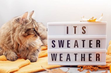 Konfor için soğuk hava ve şirin tüylü kedi sıcak kıyafeti. Lightbox ile bu kazak hava metindir. Rahat sonbahar, kış giyim alışveriş, satış, trendy tarzı kavramı renkler