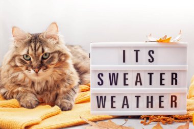 Konfor için soğuk hava ve şirin tüylü kedi sıcak kıyafeti. Lightbox ile bu kazak hava metindir. Rahat sonbahar, kış giyim alışveriş, satış, trendy tarzı kavramı renkler