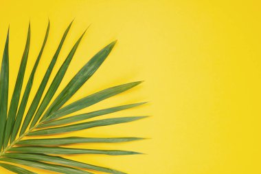 Yaz tatili, seyahat, turizm konsepti düz yatıyordu. Tropikal yapraklar üst görünümü