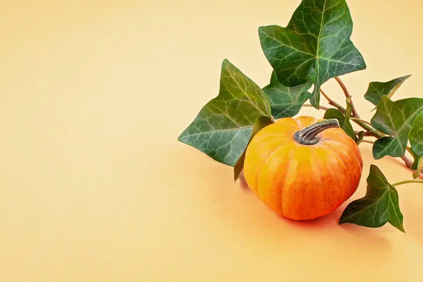 Calabazas y hojas sobre fondo pastel, espacio para copiar — Foto de Stock