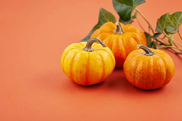 Calabazas y hojas sobre fondo pastel, espacio para copiar — Foto de Stock