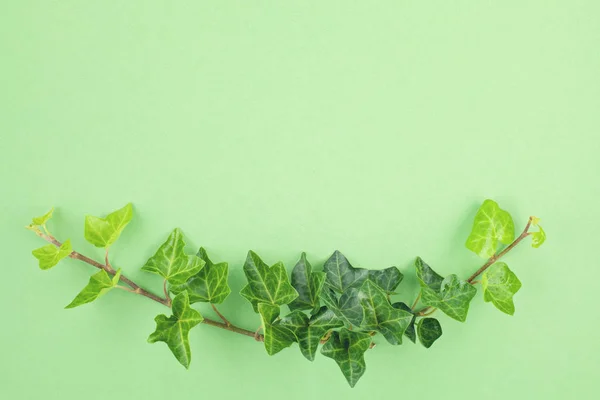 Green leaves over mint background