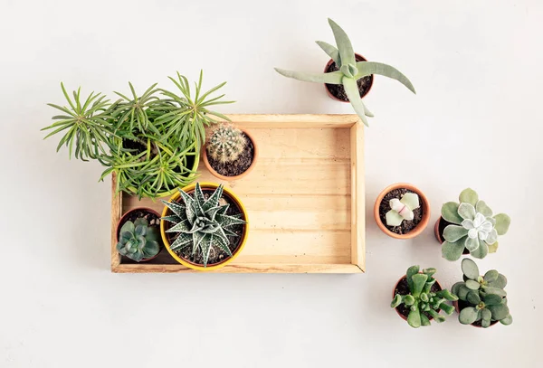 Vista Superior Las Plantas Macetas Caseras Jardinería Del Hogar Concepto — Foto de Stock