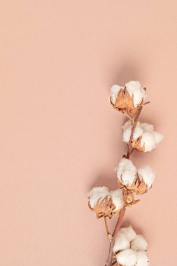 Pembe arka planda pamuk dalı. Düz konum, Üst görünüm, metin için boşluk kopyala. Narin botanik biçim arkaplanı