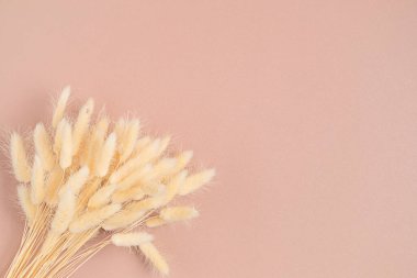 Pembe arka planda kuru kulaklar. Düz konum, Üst görünüm, metin için boşluk kopyala. En küçük botanik biçimi arkaplanı
