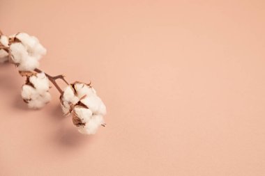 Pembe arka planda pamuk dalı. Düz konum, Üst görünüm, metin için boşluk kopyala. Narin botanik biçim arkaplanı