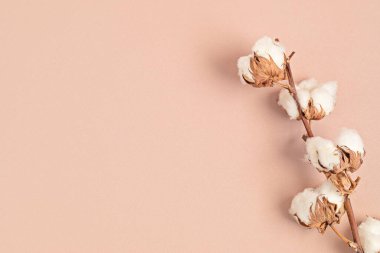 Pembe arka planda pamuk dalı. Düz konum, Üst görünüm, metin için boşluk kopyala. Narin botanik biçim arkaplanı