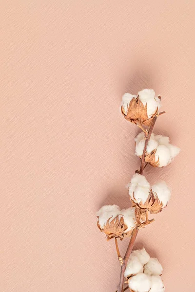 ピンクの背景に綿の枝 フラットレイアウト トップビュー テキストのコピースペース 繊細な植物性の背景 — ストック写真