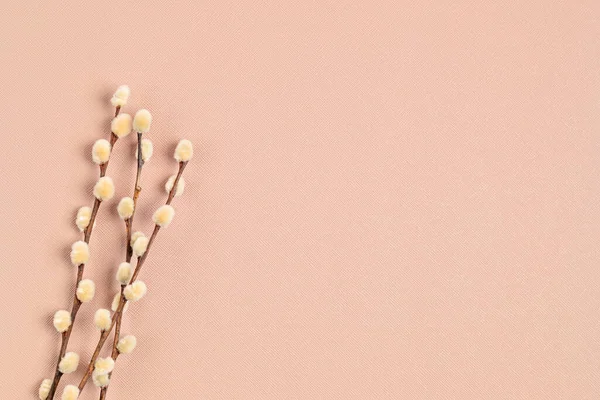 Κλαδιά Της Γουίλοου Στο Ροζ Φόντο Επίπεδη Lay Κάτοψη Αντιγραφή — Φωτογραφία Αρχείου