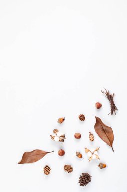 Sonbahar düz kompozisyonu. Pamuk, kurumuş yapraklar ve açık gri arka planda fındıklar. Sonbahar, sonbahar konsepti. Model, üst görünüm, kopyalama alanı