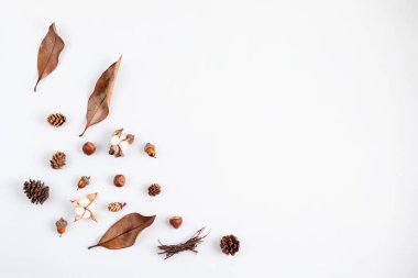 Sonbahar düz kompozisyonu. Pamuk, kurumuş yapraklar ve açık gri arka planda fındıklar. Sonbahar, sonbahar konsepti. Model, üst görünüm, kopyalama alanı