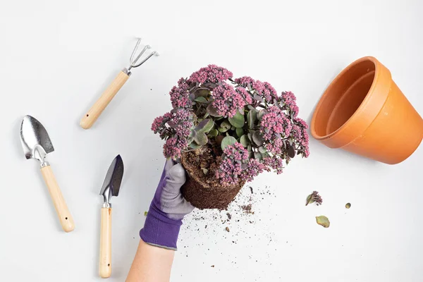 Home gardening concept. Planting of succulent plant. Top view of flower pot and garden tools